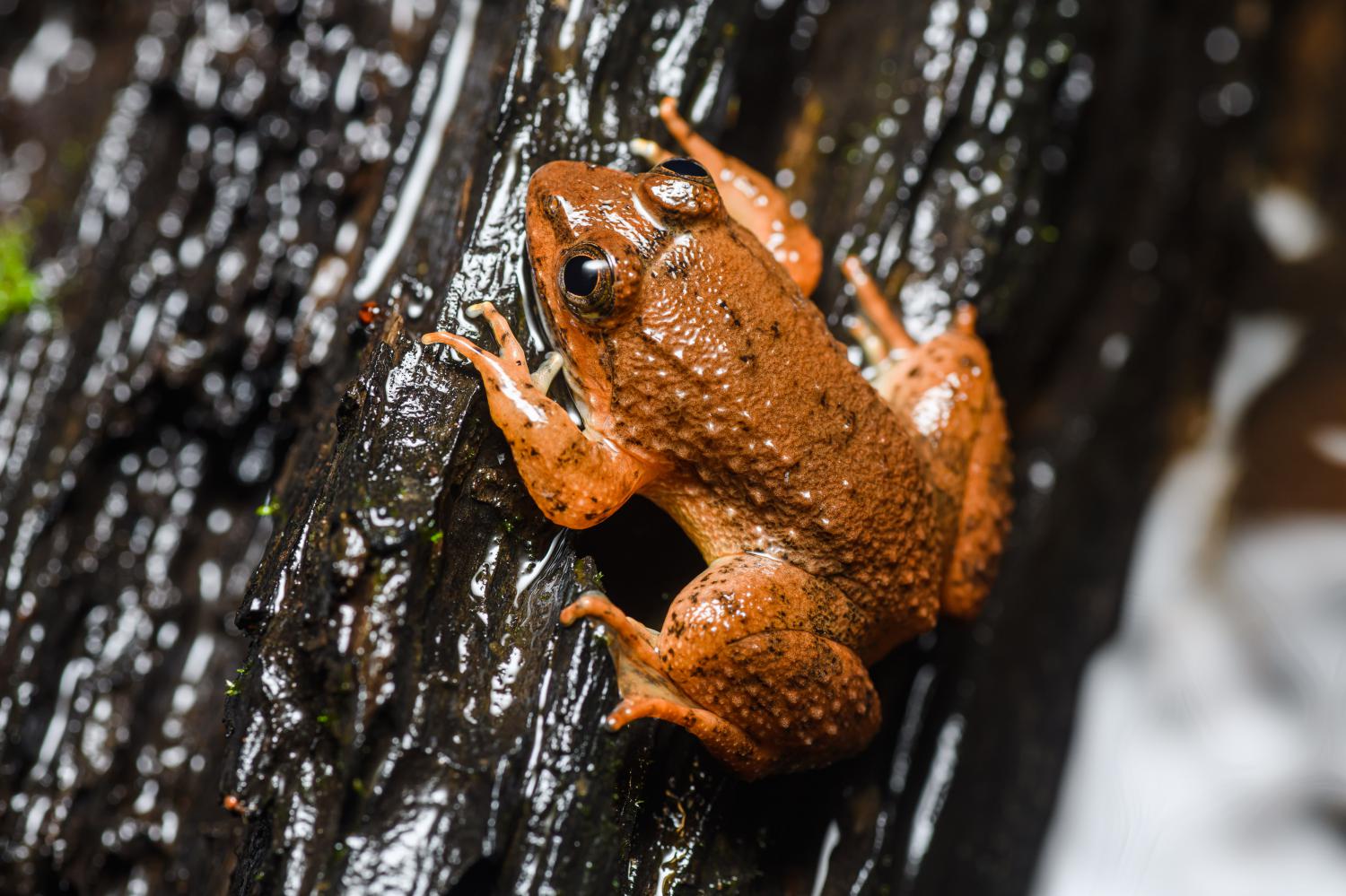 Banna largeheaded frog (Limnonectes bannaensis)