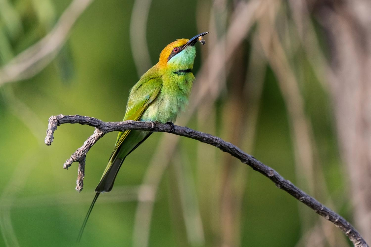 Green bee-eater (Merops orientalis) Green bee-eater (Merops orientalis)