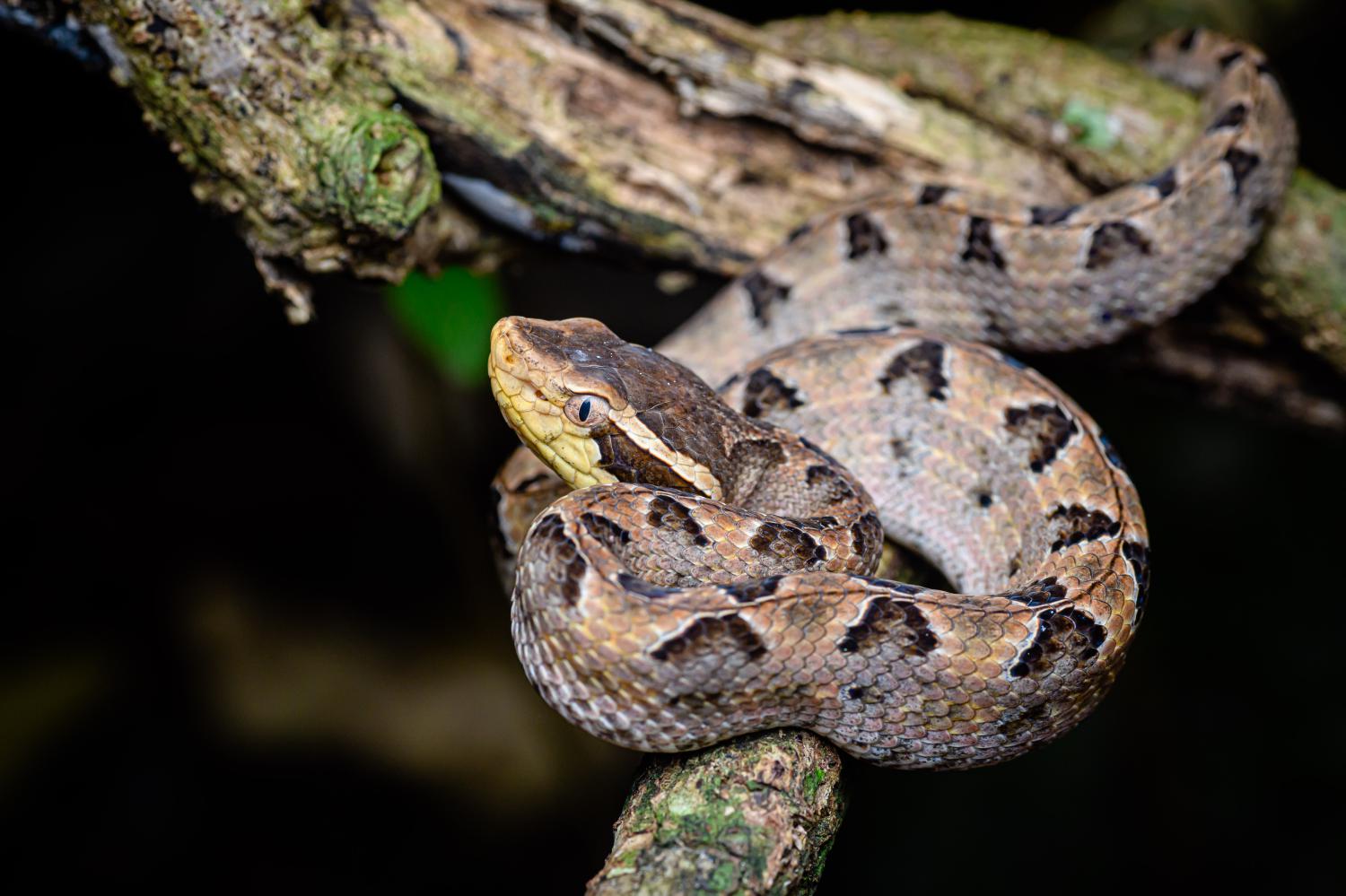 Malayan Pit Viper Calloselasma Rhodostoma Malayan Pit Viper Calloselasma Rhodostoma