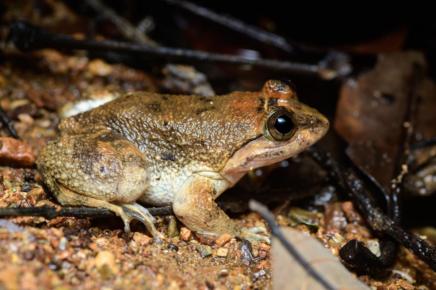 Jarujin's fanged frog (Limnonectes jarujini)