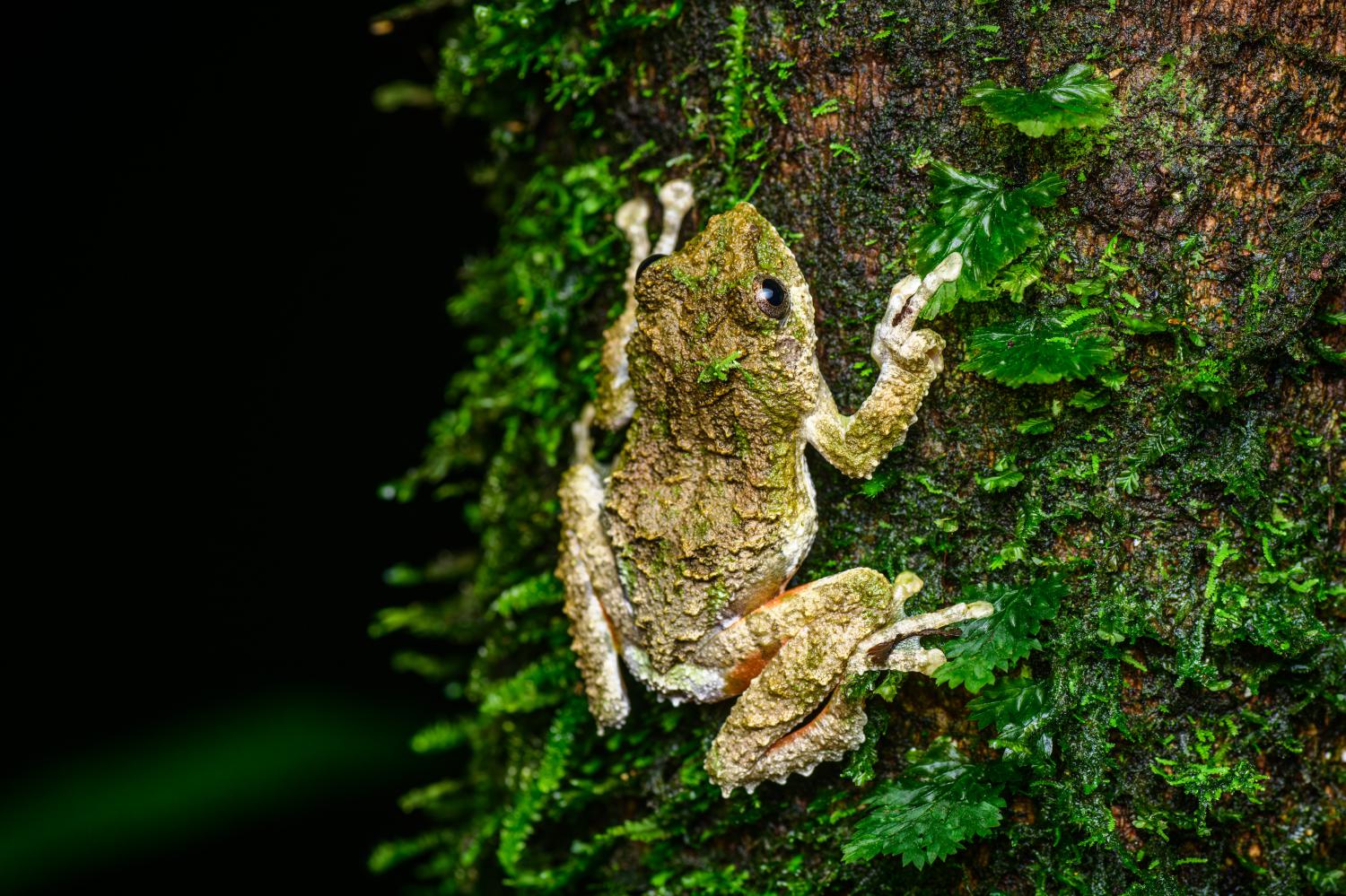 Serrate-legged tree frog (Kurixalus odontotarsus)