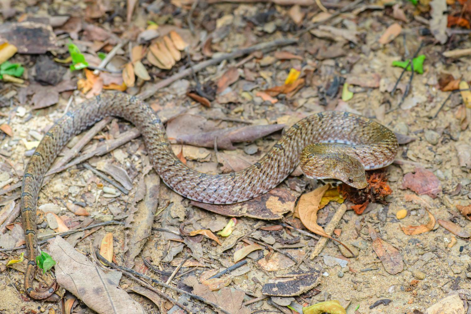 Darhol porno yalangoch Sobchak video qongiroq ishoniladi