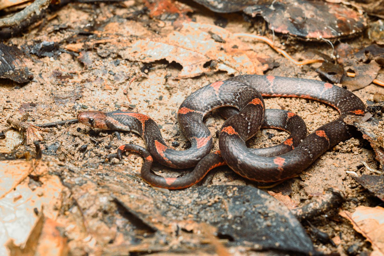 Ular sikli jojalarni olib ketishdi Ular sikli jojalarni olib ketishdi