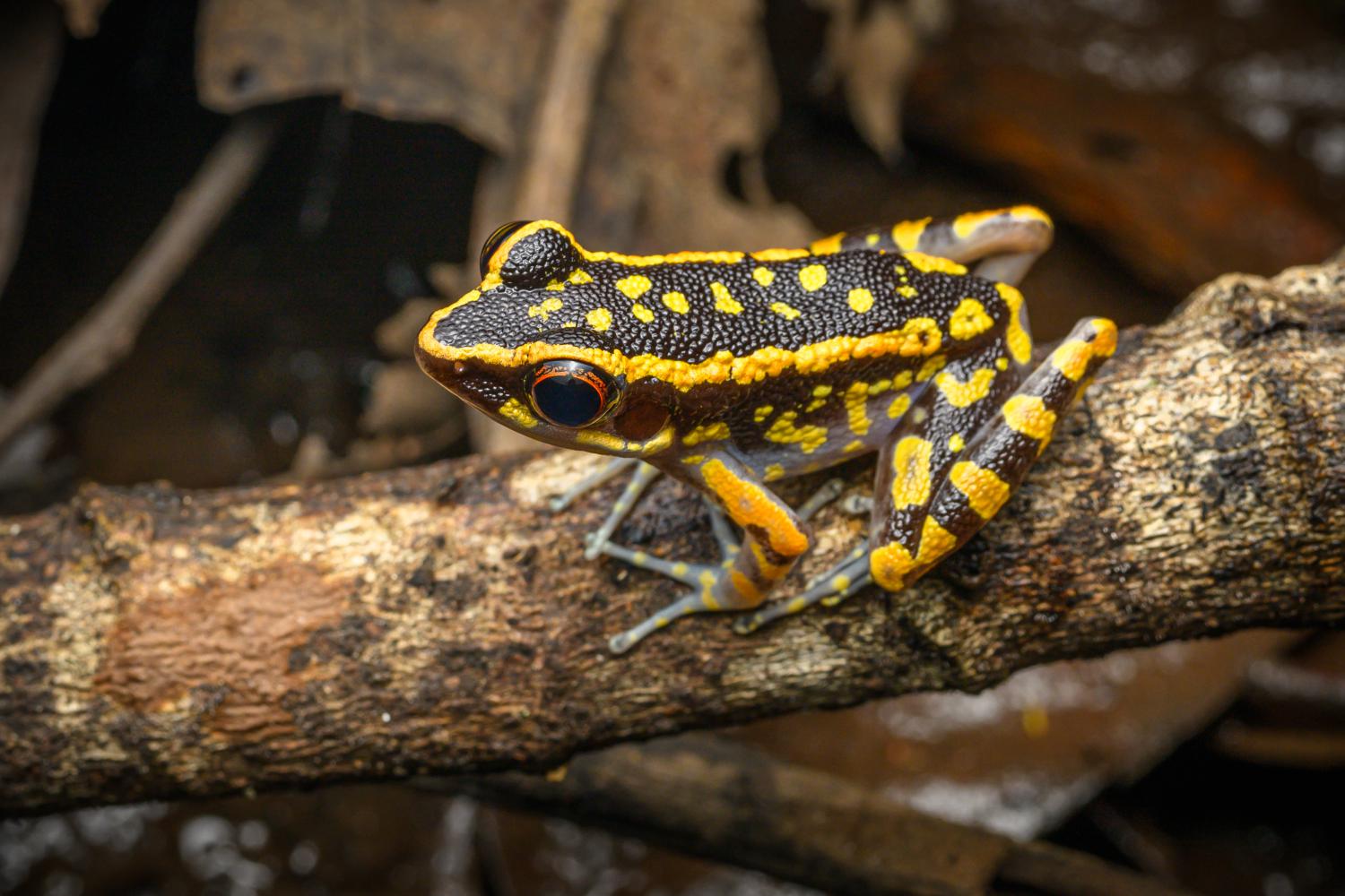 ハタケナカリョウジ様 Matang beautiful frog (Pulchrana signata)