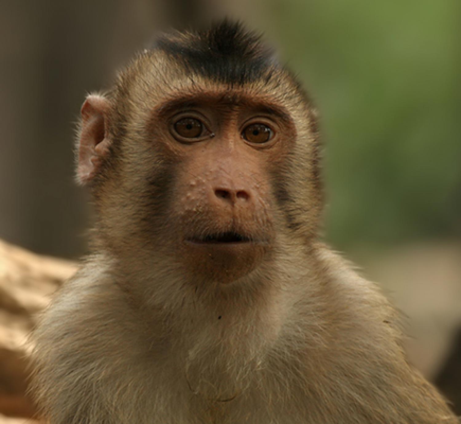 Crab-eating macaque - Wikipedia