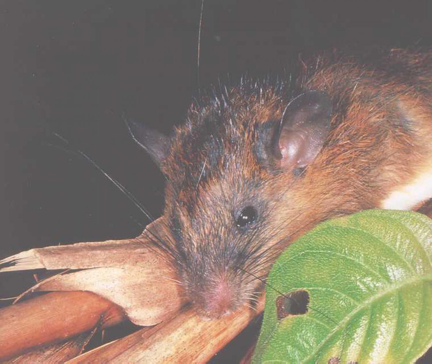 Darktailed tree rat (Niviventer cremoriventer)