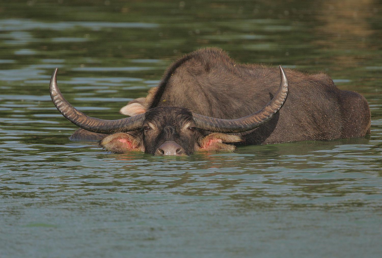 Wild water buffalo - Wikipedia