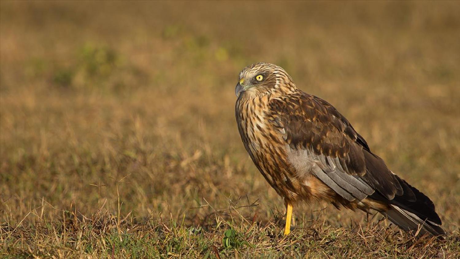 Western marsh harrier (Circus aeruginosus)