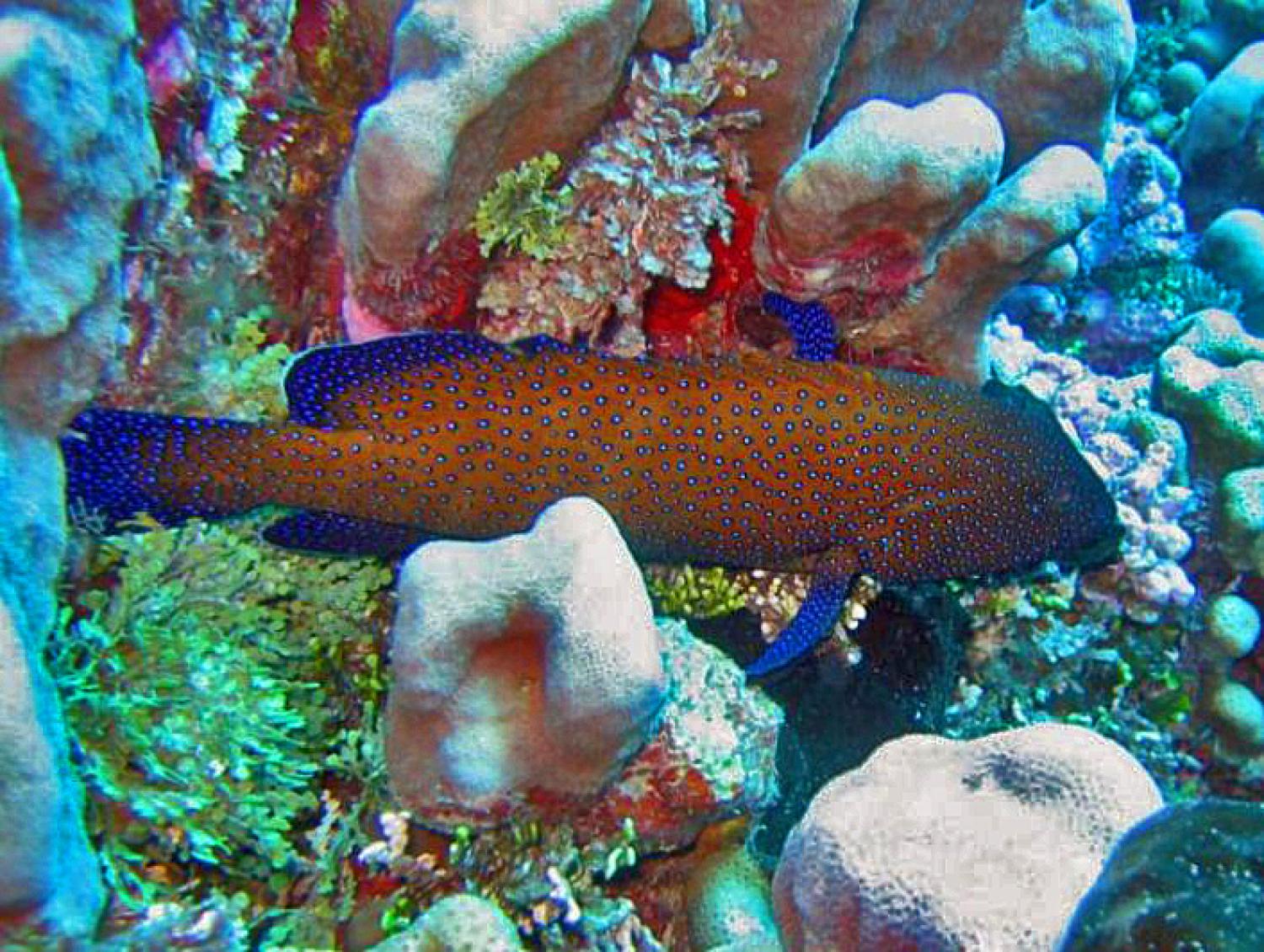 Argus grouper (Cephalopholis argus)