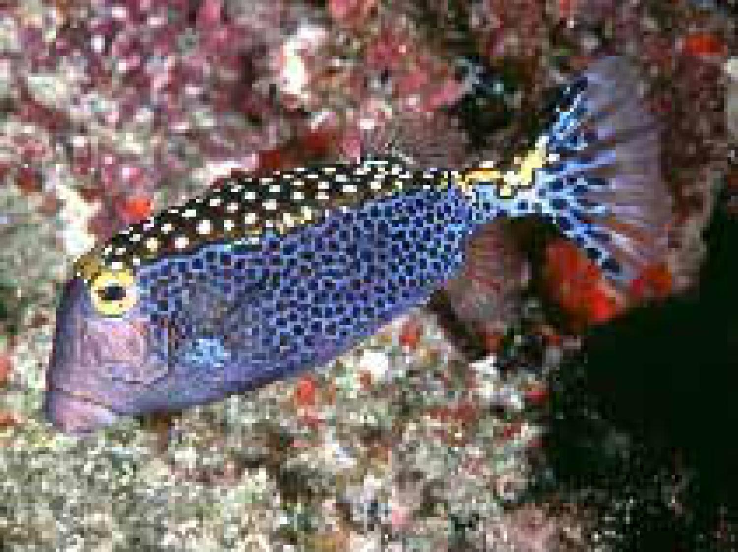 box fish blue Boxfish: Saltwater Aquarium for Marine Aquariums LiveAquaria Bluetail trunkfish Ostracion cyanurus