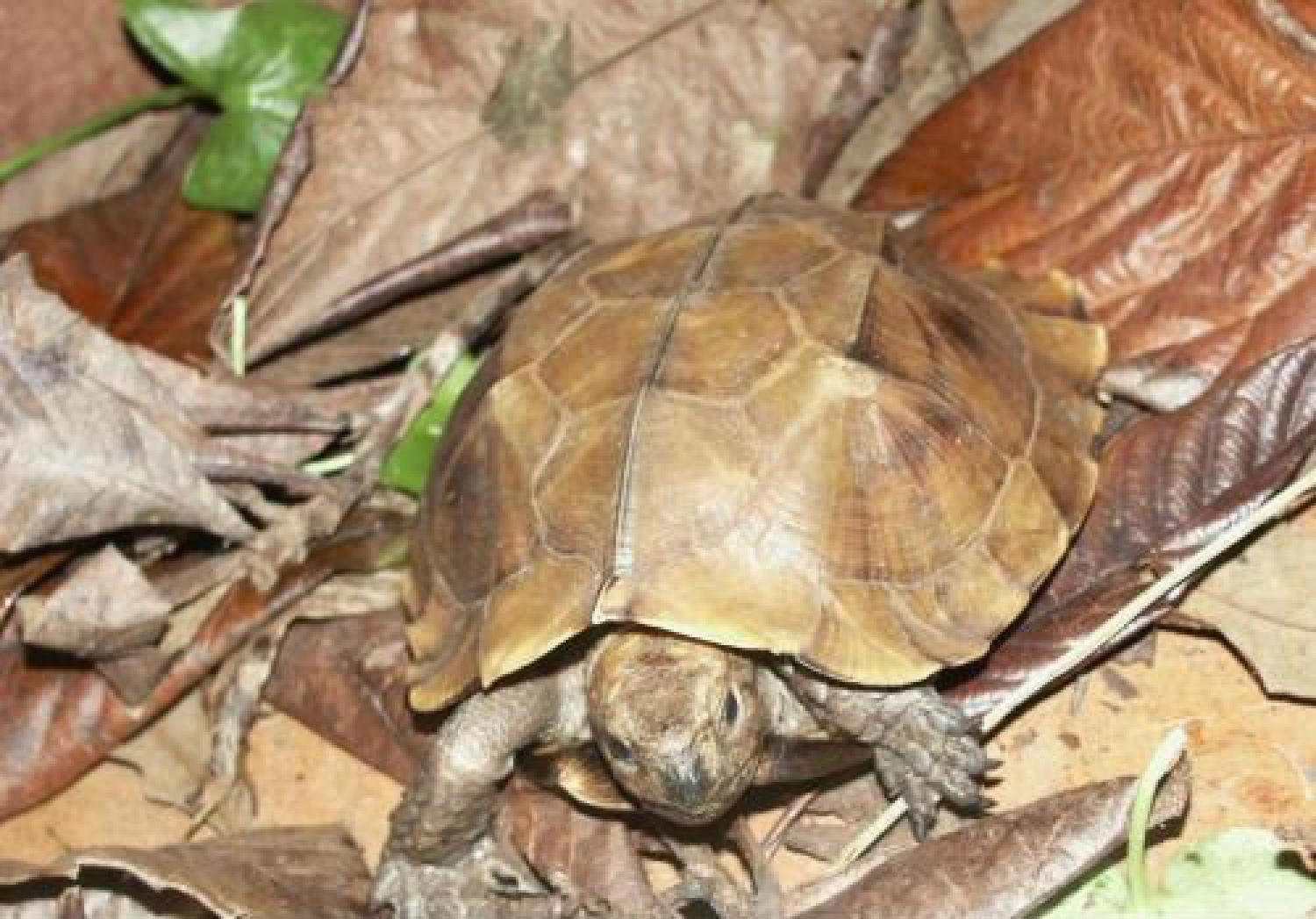 Keeled box turtle (Cuora mouhotii)