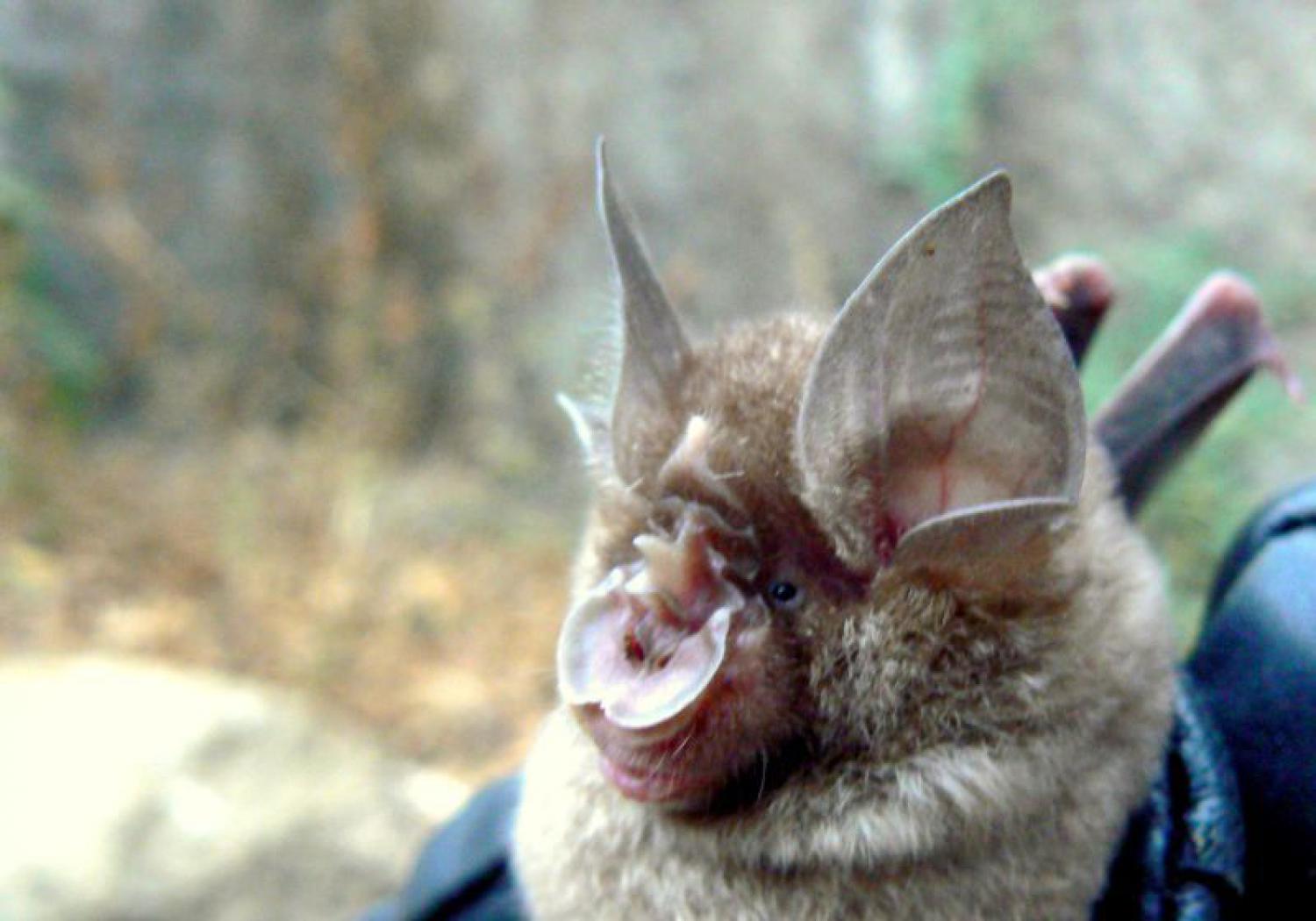 Blyths Horseshoe Bat Rhinolophus lepidus Gray Form Spread 7 Span Fast from USA