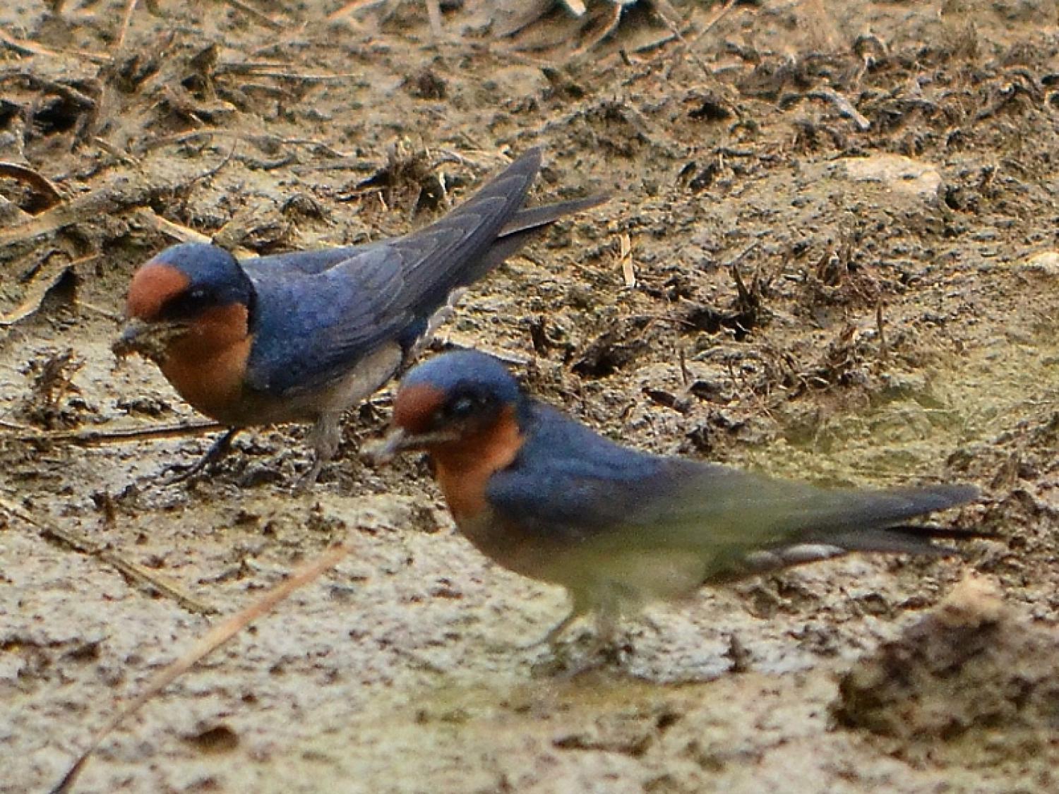 Pacific swallow (Hirundo tahitica)