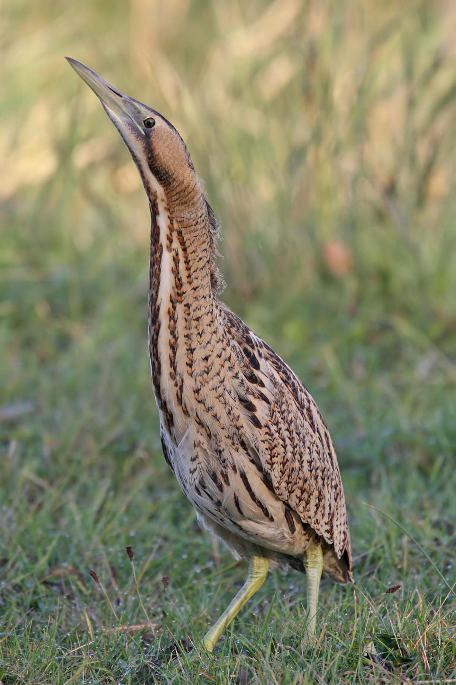Eurasian bittern Botaurus stellaris