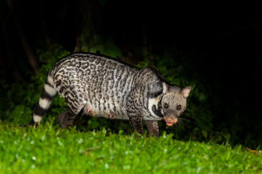 Large Indian civet