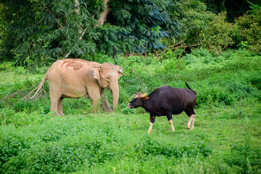 Elephant & gaur at Kui Buri elephant observatory site