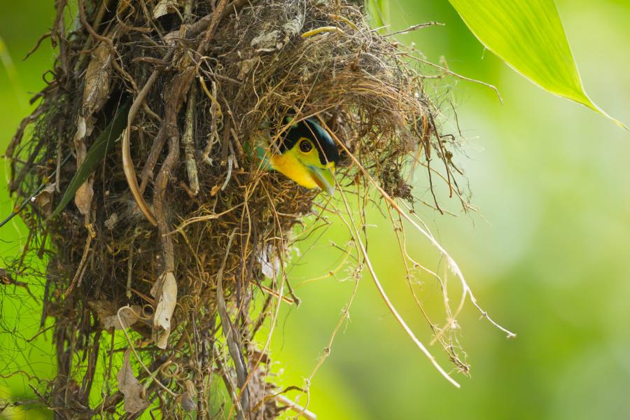 Long-tailed broadbill