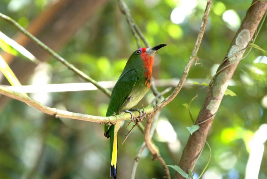 Red-bearded bee-eater