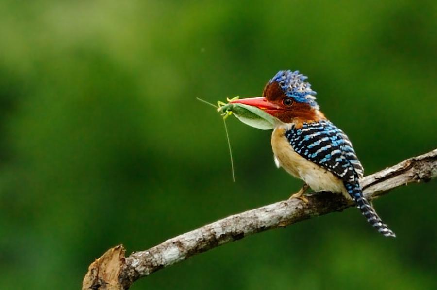 Banded Kingfisher