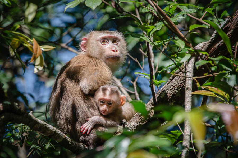 Northern pig-tail macaques are rare but very common in Khao Yai