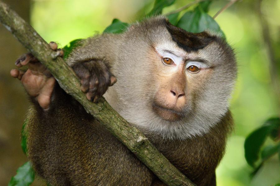 Northern pig-tail macaque