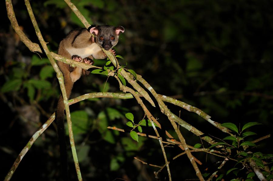 Small-toothed palm civet from a night safari