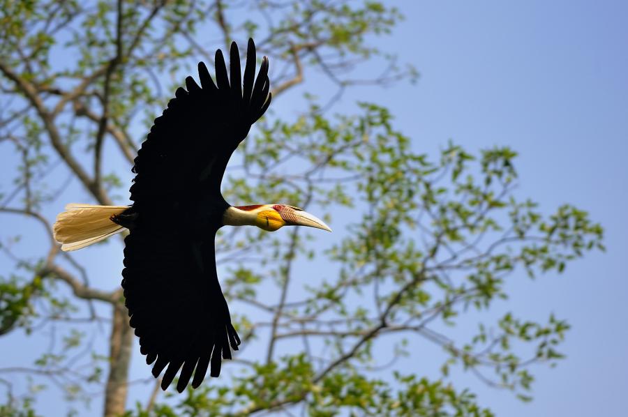 Wreathed hornbill