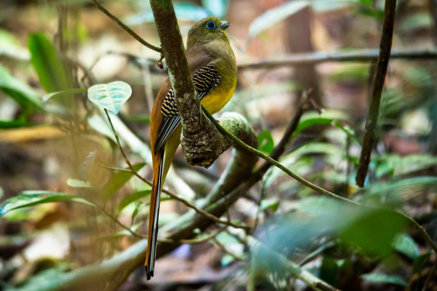 Orange-breasted trogon