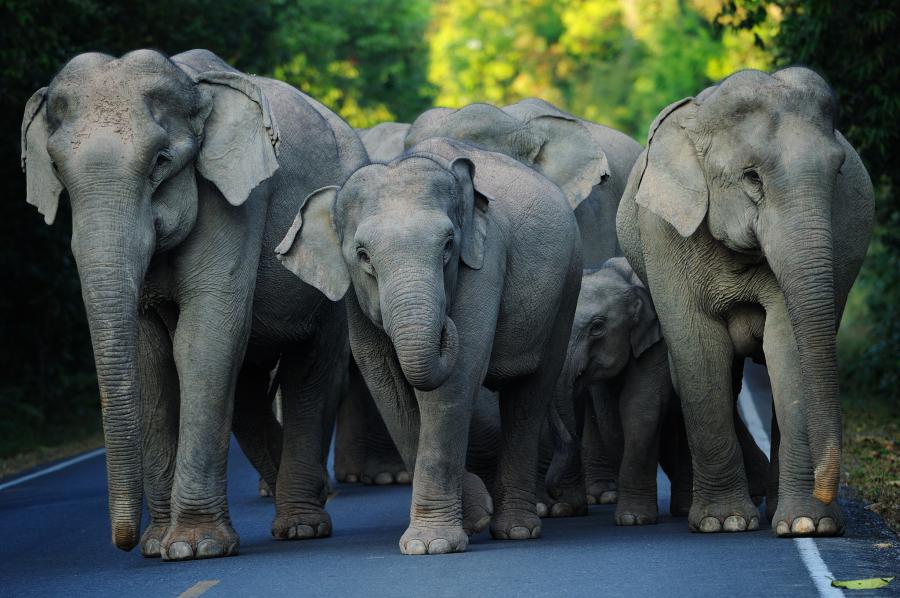 Elephants on the road