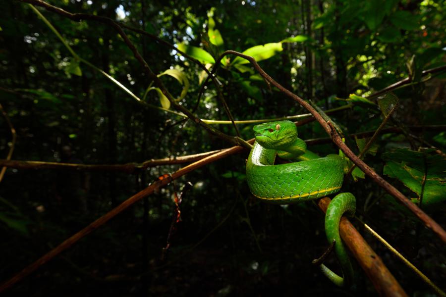Vogel's pit viper