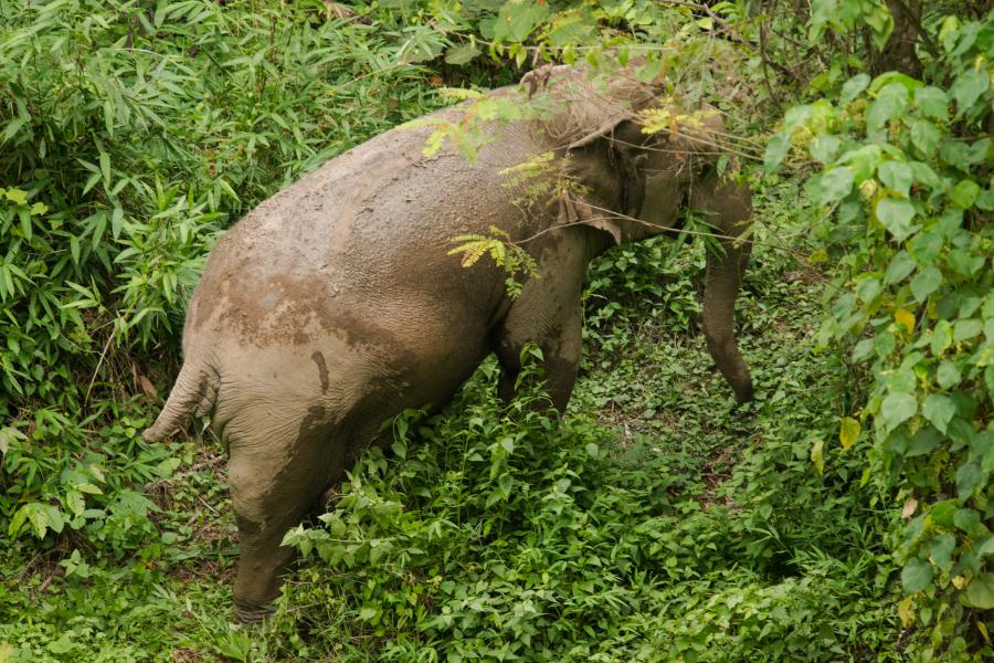 Indian elephant