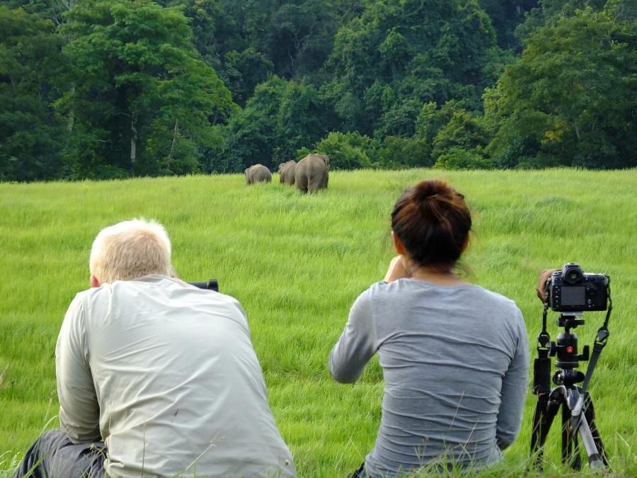 Elephant on grasslands