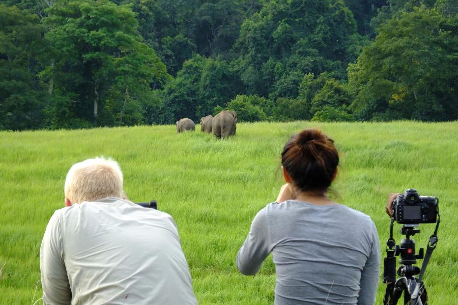Elephant on grasslands