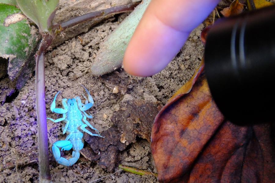 Scorpions