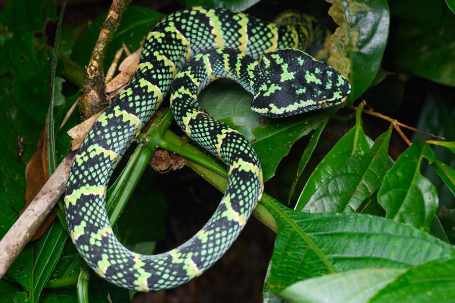 Tropidolaemus wagleri, Wagler's palm pit viper