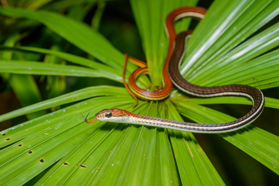 Dendrelaphis caudolineatus, Striped bronzeback