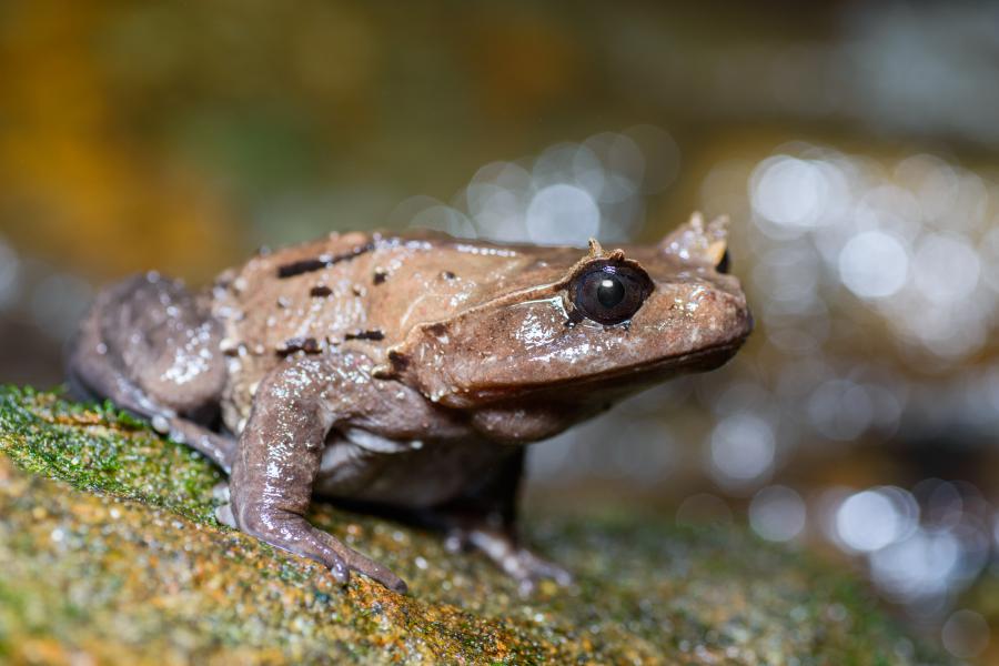 Brachytarsophrys carinense, Burmese horned frog