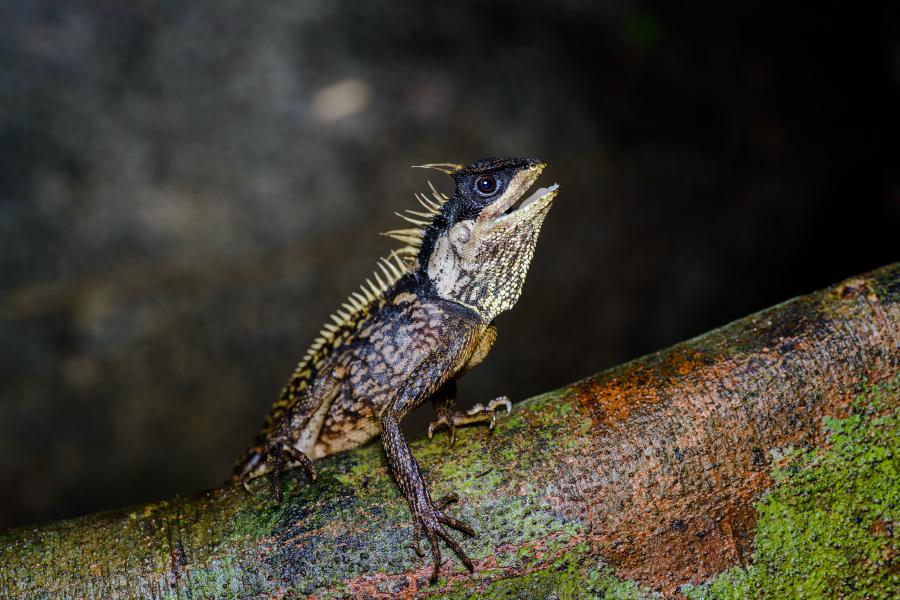 Acanthosaura phuketensis, Phuket horned tree agamid