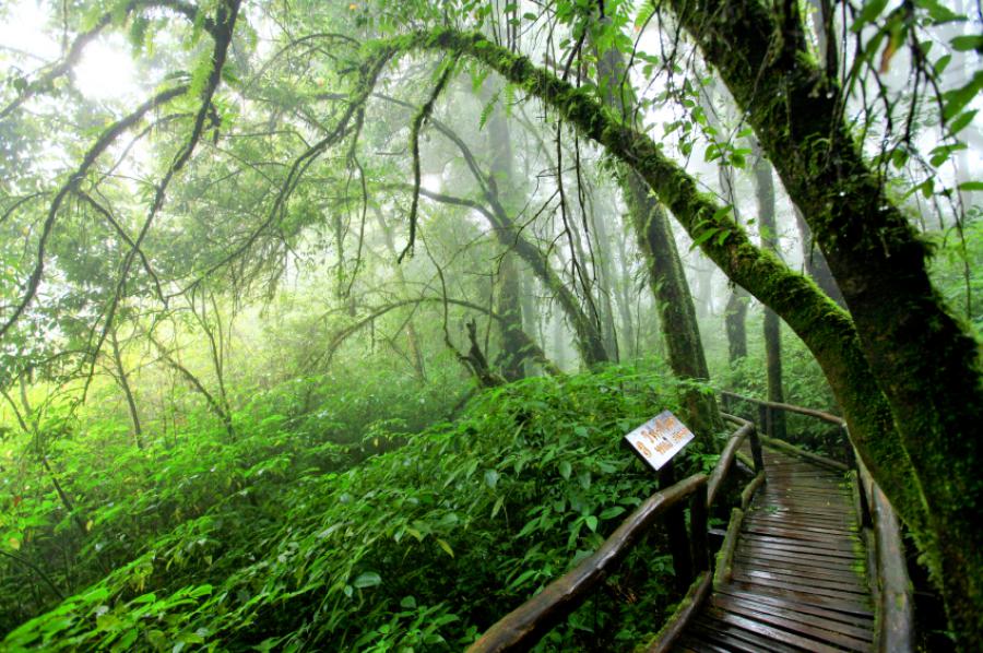Ang Kha Luang Nature Trail is through a mossy forest habitat, worth to see