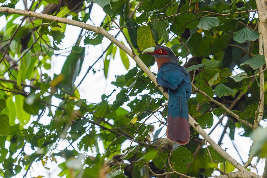 Chestnut-breasted malkoha at Ban Krang Campsite