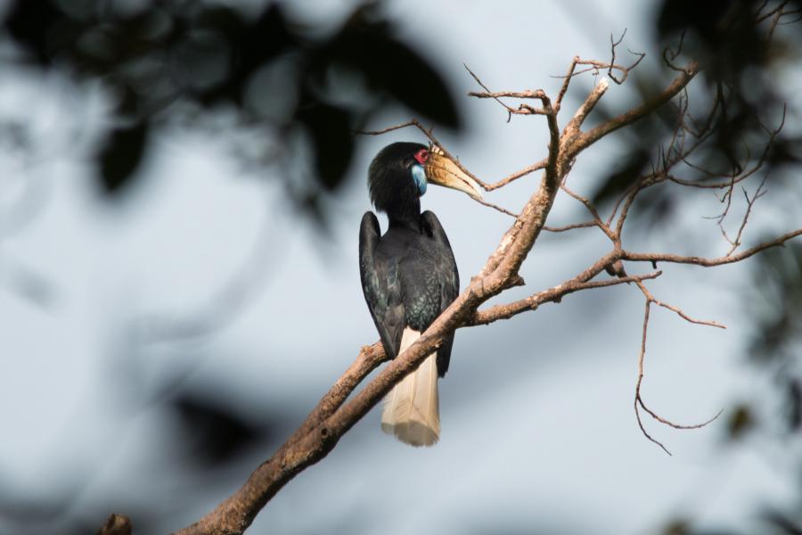 Wreathed hornbill at Phanoen Thung area