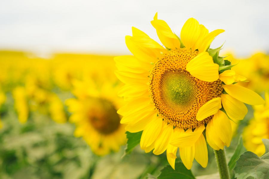 Sunflowers