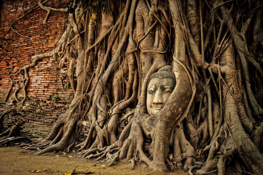 Buddha face in tree roots