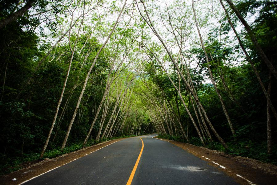 Tree tunnel while driving towards Ban Krang Campsite