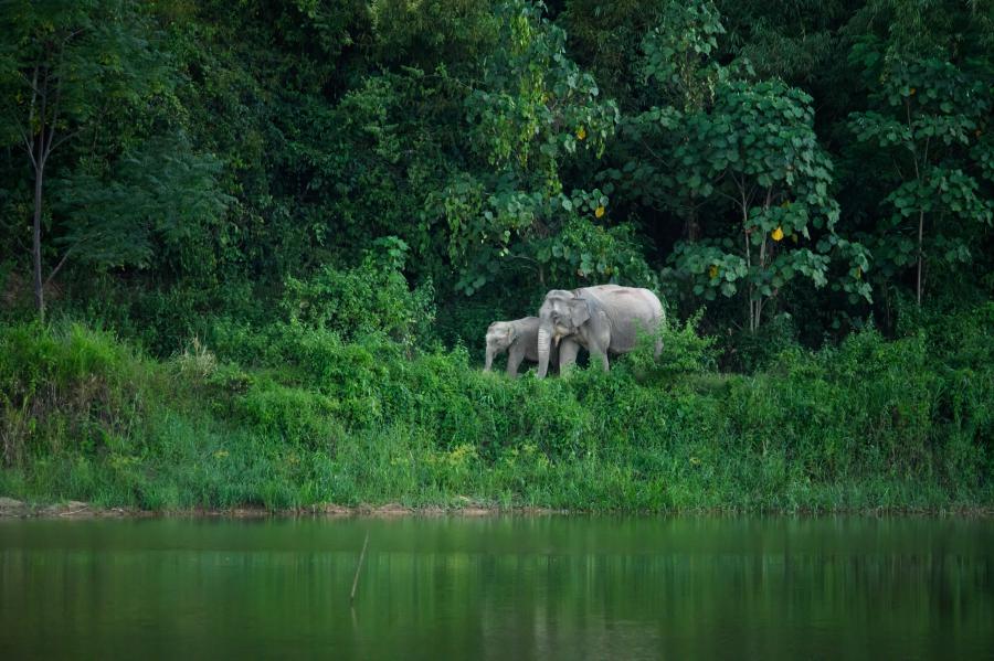 Wild elephants near Pala-u Waterfall entrance