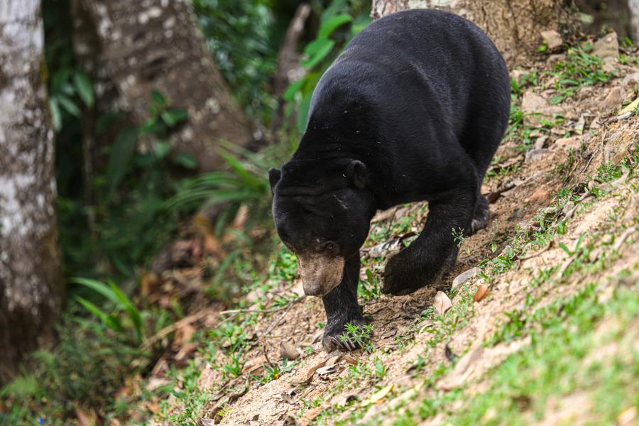 Sunbears are seen less often, but they show up from time to time
