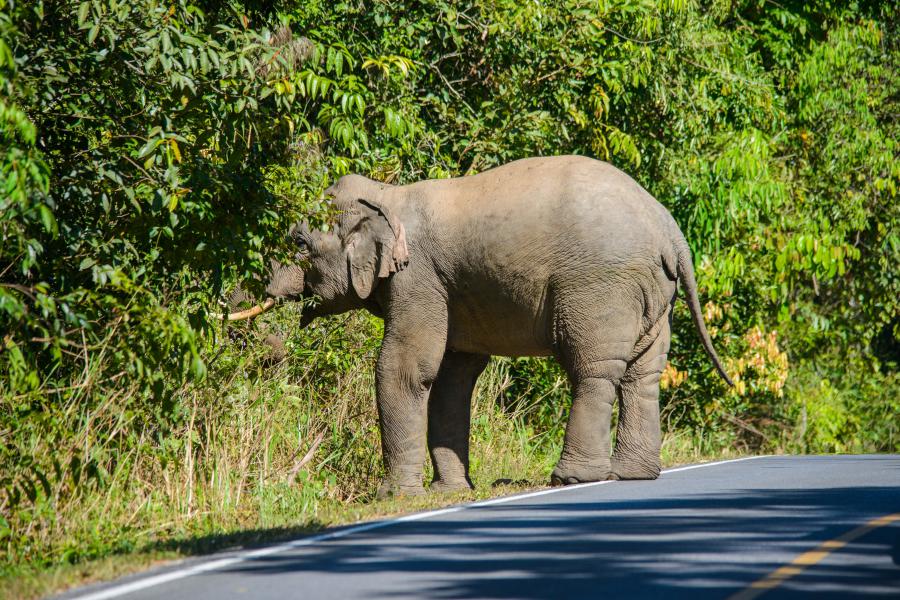 Elephant on the road