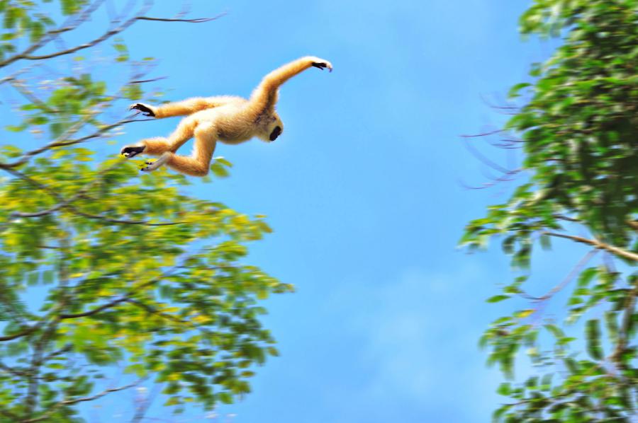 White-handed gibbon - Khao Yai National Park