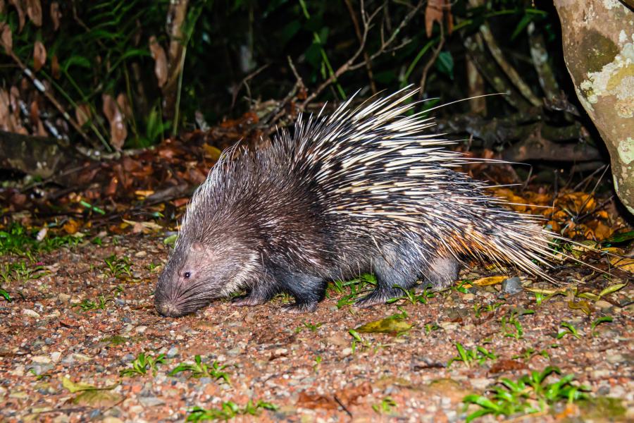 Malaysian pocupine - often seen during the night safaris