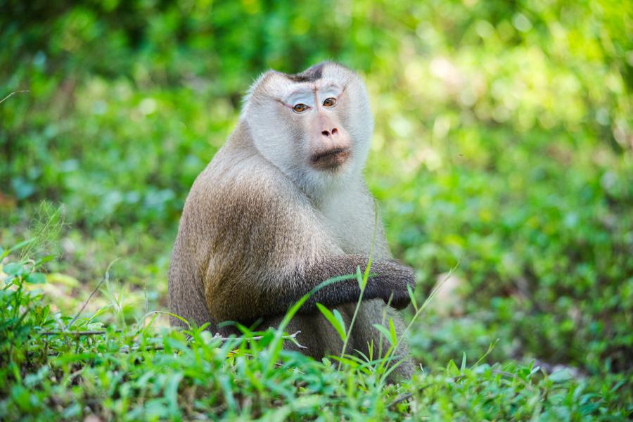 Northern pig-tailed macaques are rare, but common in Khao Yai National Park
